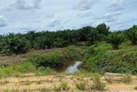 Perkebunan Sawit PT. NGKS Sudah Ditanami Sawit dan Sekelilingnya Sudah di Buat Parit Gajah. (Foto/Red)